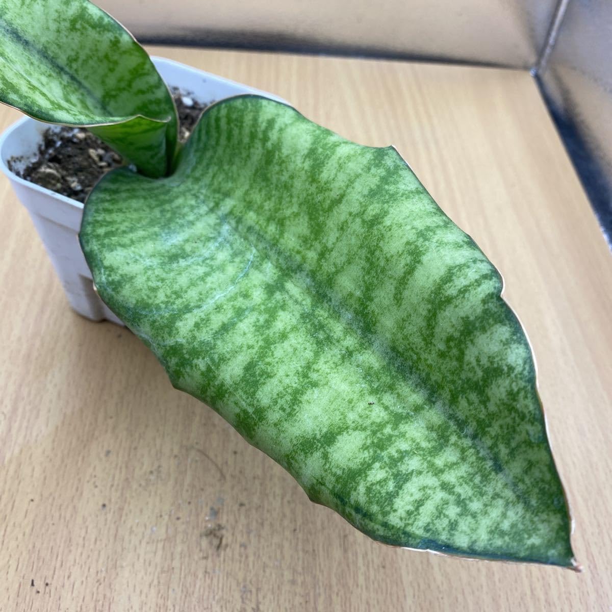 Amazon.co.jp: サンスベリア ブルー キルキー USDA 斑入り